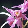 Epimedium grandiflorum 'Crimson Beauty', flowers