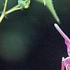 Epimedium grandiflorum 'Crimson Beauty', flowers