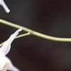 Epimedium grandiflorum, flowers