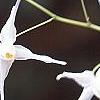 Epimedium grandiflorum, flowers