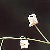 Epimedium grandiflorum, flowers