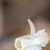 Epimedium grandiflorum, flowers