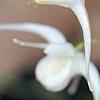 Epimedium grandiflorum, flowers