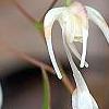 Epimedium grandiflorum, flowers