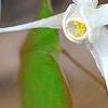 Epimedium grandiflorum, flowers
