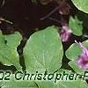 Epimedium grandiflorum 'Lilafee', habit