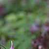 Epimedium grandiflorum 'Lilafee', habit