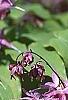 Epimedium grandiflorum 'Lilafee', habit