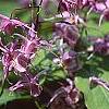 Epimedium grandiflorum 'Lilafee', habit