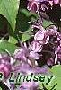 Epimedium grandiflorum 'Lilafee', habit
