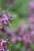 Epimedium grandiflorum 'Lilafee', habit