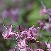 Epimedium grandiflorum 'Lilafee', habit