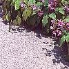 Epimedium grandiflorum 'Lilafee', habit