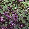 Epimedium grandiflorum 'Lilafee', habit