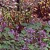 Epimedium grandiflorum 'Lilafee', habit