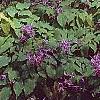 Epimedium grandiflorum 'Lilafee', habit