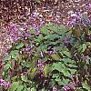 Epimedium grandiflorum 'Lilafee', habit