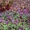 Epimedium grandiflorum 'Lilafee', habit