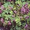 Epimedium grandiflorum 'Lilafee', habit