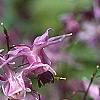 Epimedium grandiflorum 'Lilafee', flowers