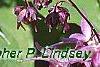 Epimedium grandiflorum 'Lilafee', flowers