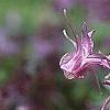 Epimedium grandiflorum 'Lilafee', flowers