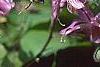 Epimedium grandiflorum 'Lilafee', flowers