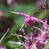 Epimedium grandiflorum 'Lilafee', flowers