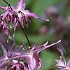 Epimedium grandiflorum 'Lilafee', flowers