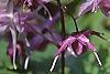 Epimedium grandiflorum 'Lilafee', flowers
