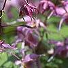 Epimedium grandiflorum 'Lilafee', flowers