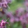 Epimedium grandiflorum 'Lilafee', flowers