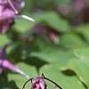 Epimedium grandiflorum 'Lilafee', flowers