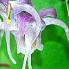 Epimedium 'Tama-no-genpei', flowers