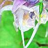 Epimedium 'Tama-no-genpei', flowers