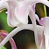 Epimedium 'Tama-no-genpei', flowers