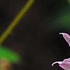 Epimedium 'Tama-no-genpei', flowers