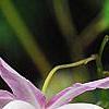 Epimedium 'Tama-no-genpei', flowers