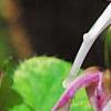 Epimedium 'Tama-no-genpei', flowers