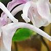 Epimedium 'Tama-no-genpei', flowers