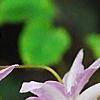 Epimedium 'Tama-no-genpei', flowers
