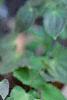 Epimedium x versicolor 'Neo-sulphureum', habit