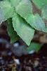 Epimedium x versicolor 'Neo-sulphureum', habit