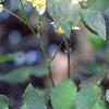 Epimedium x versicolor 'Neo-sulphureum', habit
