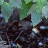 Epimedium x versicolor 'Neo-sulphureum', habit