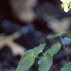 Epimedium x versicolor 'Neo-sulphureum', habit