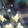 Epimedium x versicolor 'Neo-sulphureum', habit