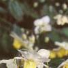 Epimedium x versicolor 'Sulphureum', habit