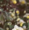 Epimedium x versicolor 'Sulphureum', habit