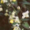 Epimedium x versicolor 'Sulphureum', habit